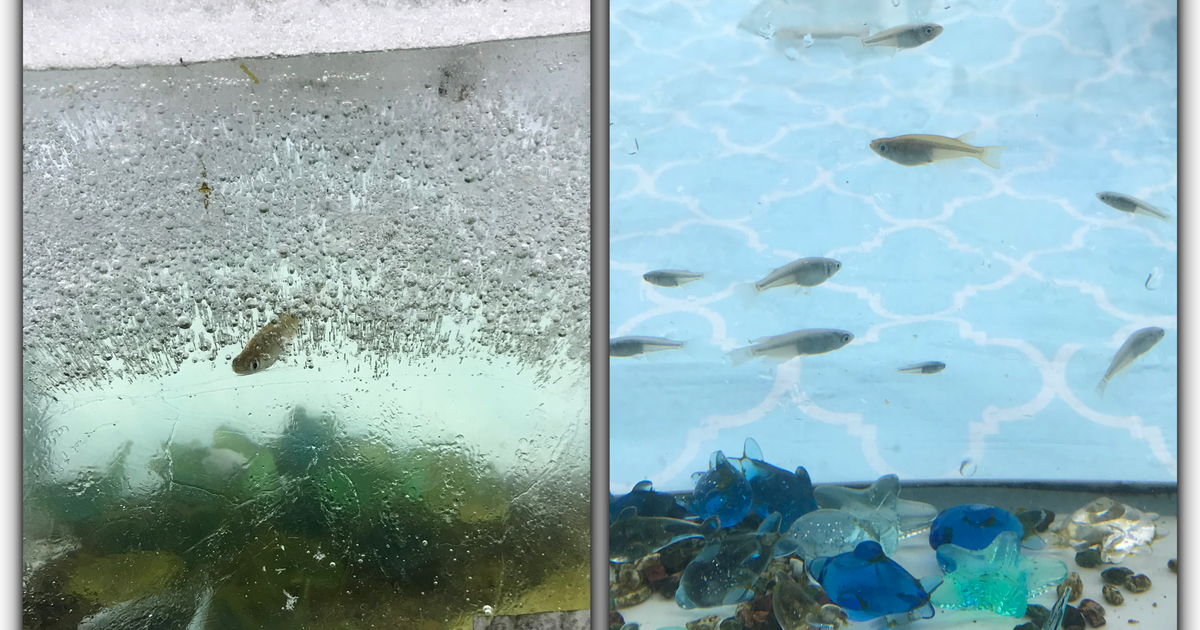 氷漬けのメダカも越冬