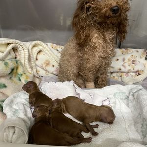 もっと猫医者に訊け ん