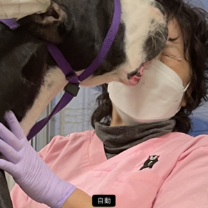 もっと猫医者に訊け ん