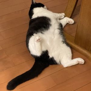 もっと猫医者に訊け ん