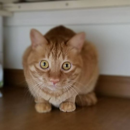村田久枝(愛玩動物看護師)